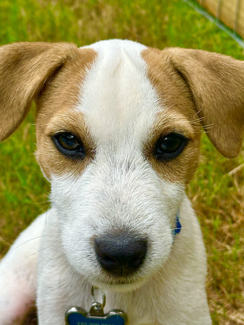 Mike, Parsons Russell Terrier