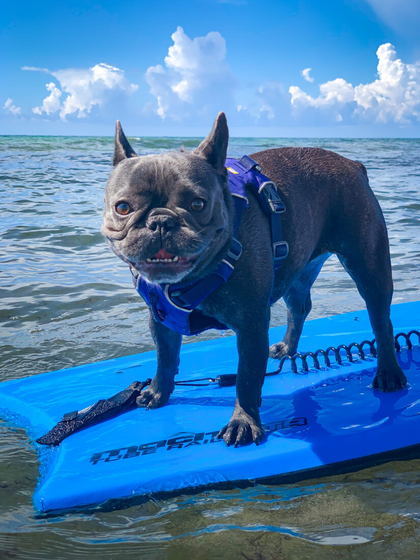 Pepper, French Bulldog