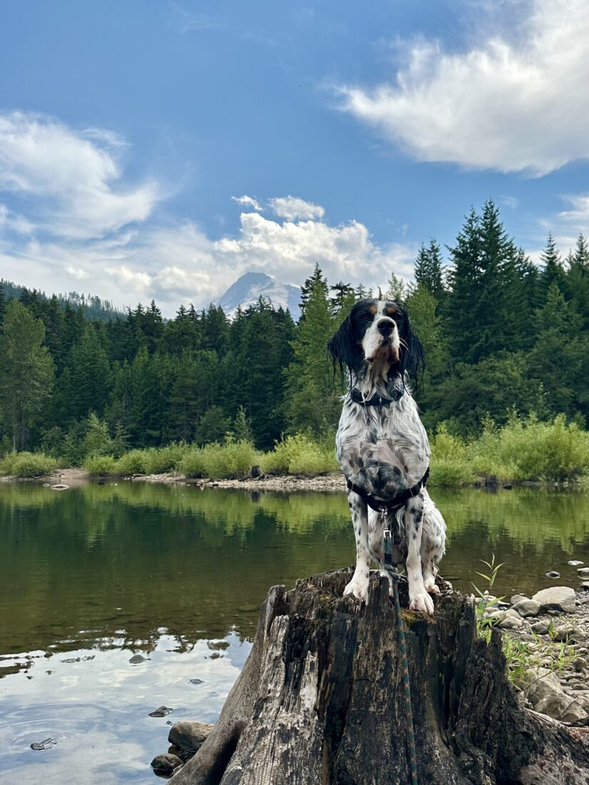 Sherman, English Setter