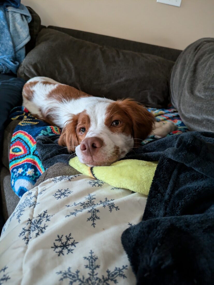 Rusty, Brittany Spaniel