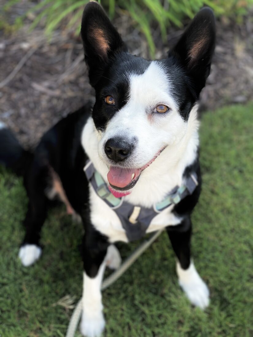 Jasmine, Short Haired Border Collie