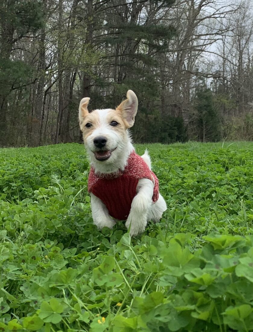 Harry, Jack Russell terrier