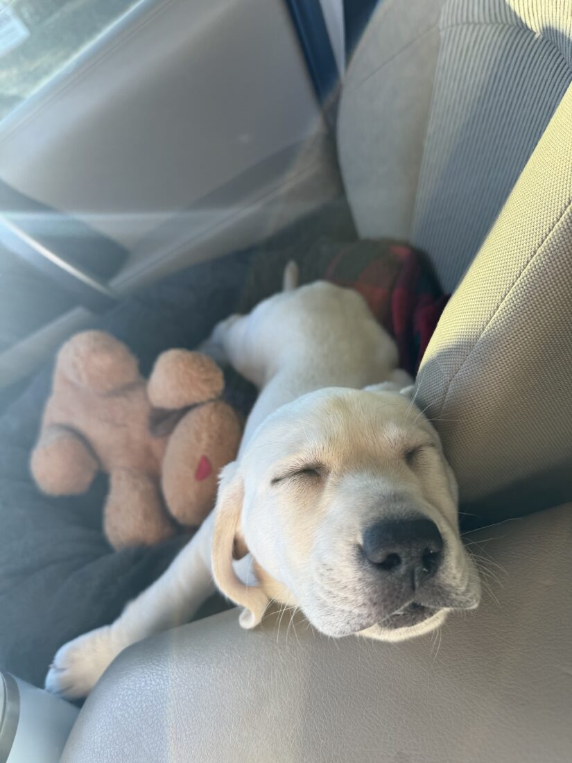 Wren, Labrador Retriever