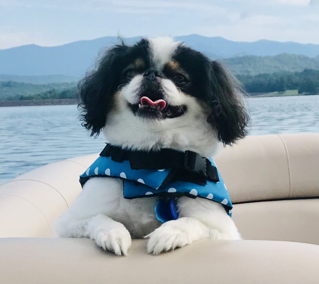 Teddy, Japanese Chin