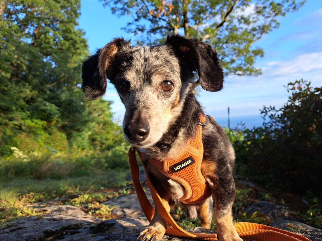 Oscar, Miniature Dachshund