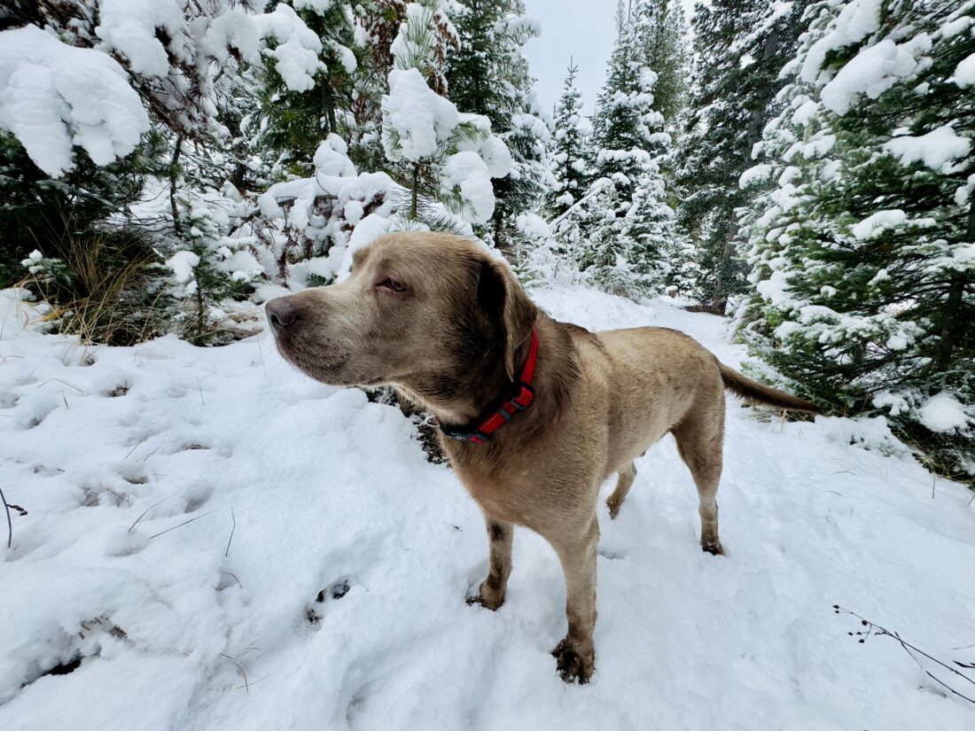 Monty, Labrador Retriever