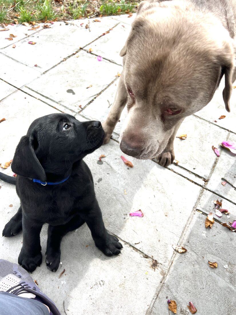 Monty meet Rip, Labrador Retriever