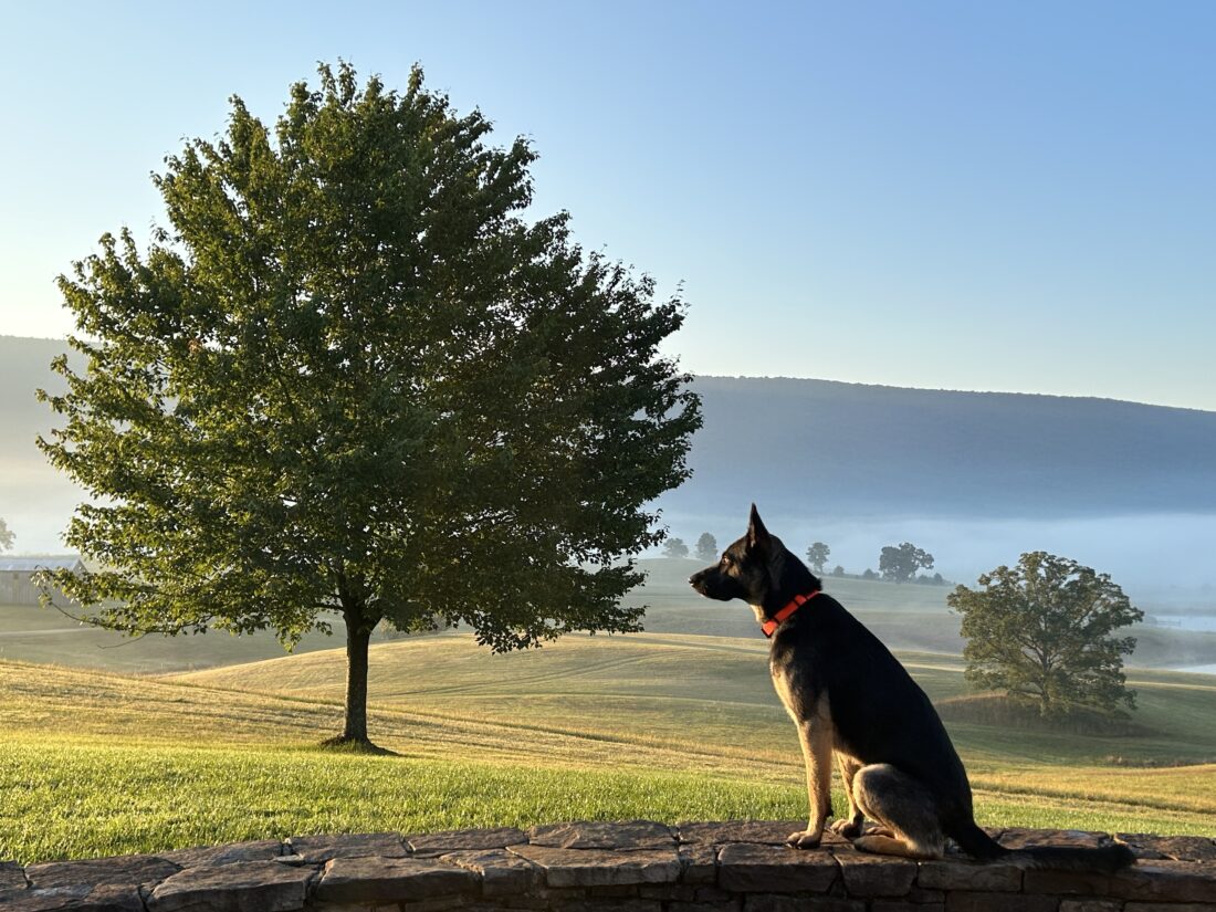 Ruger, Gsd