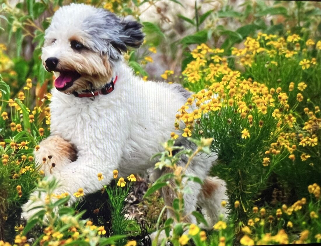 Tattoo, Mini Aussiedoodle