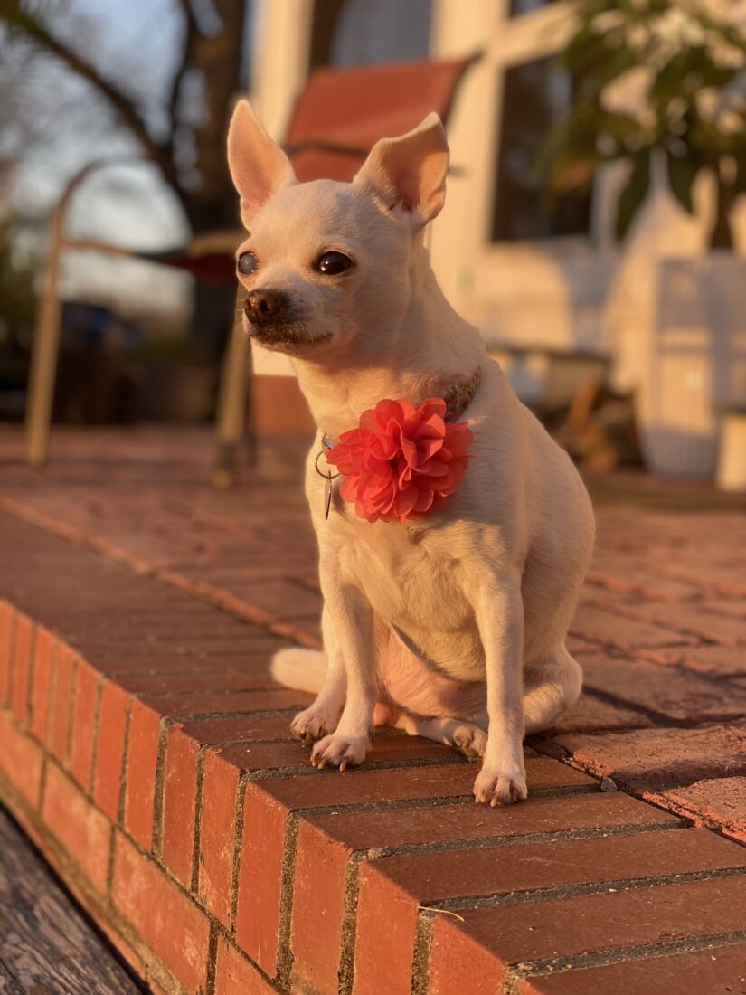 Queenie, Chihuahua