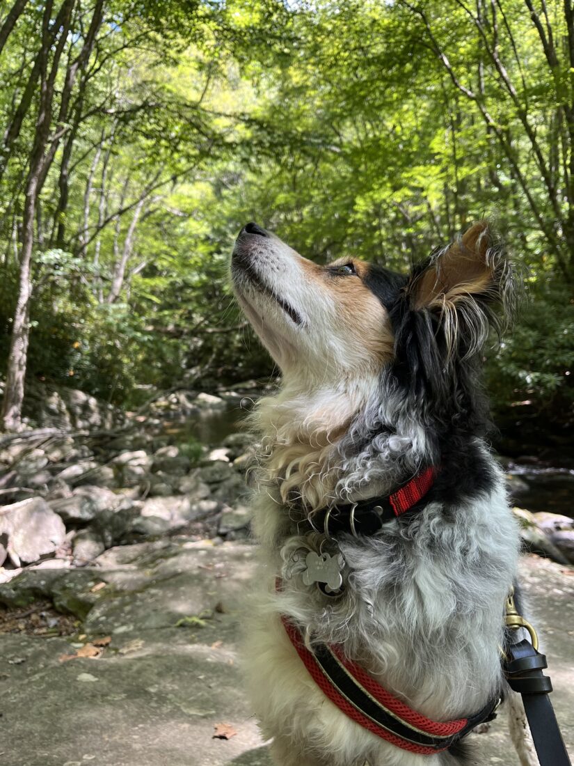 Scout, Herding mix