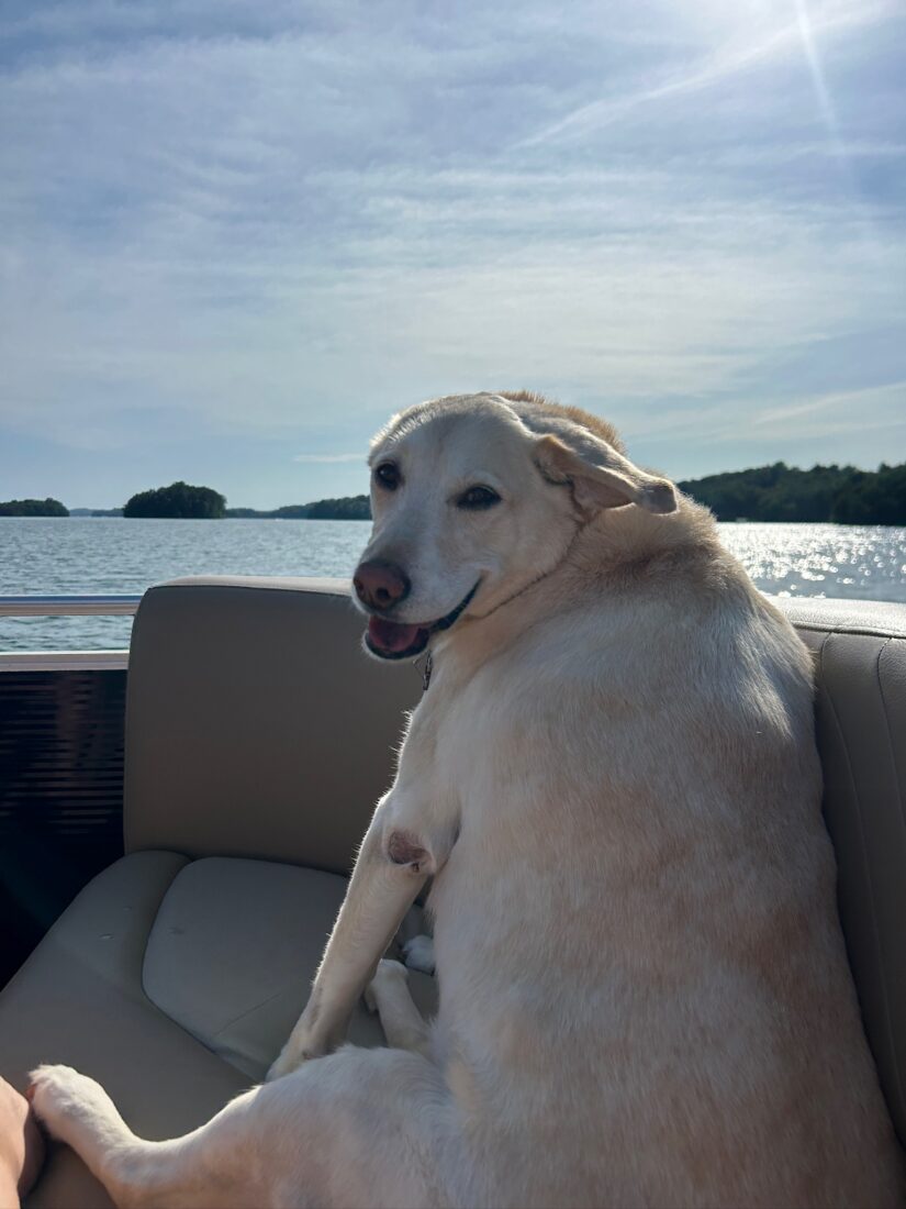 LuLu, Yellow lab