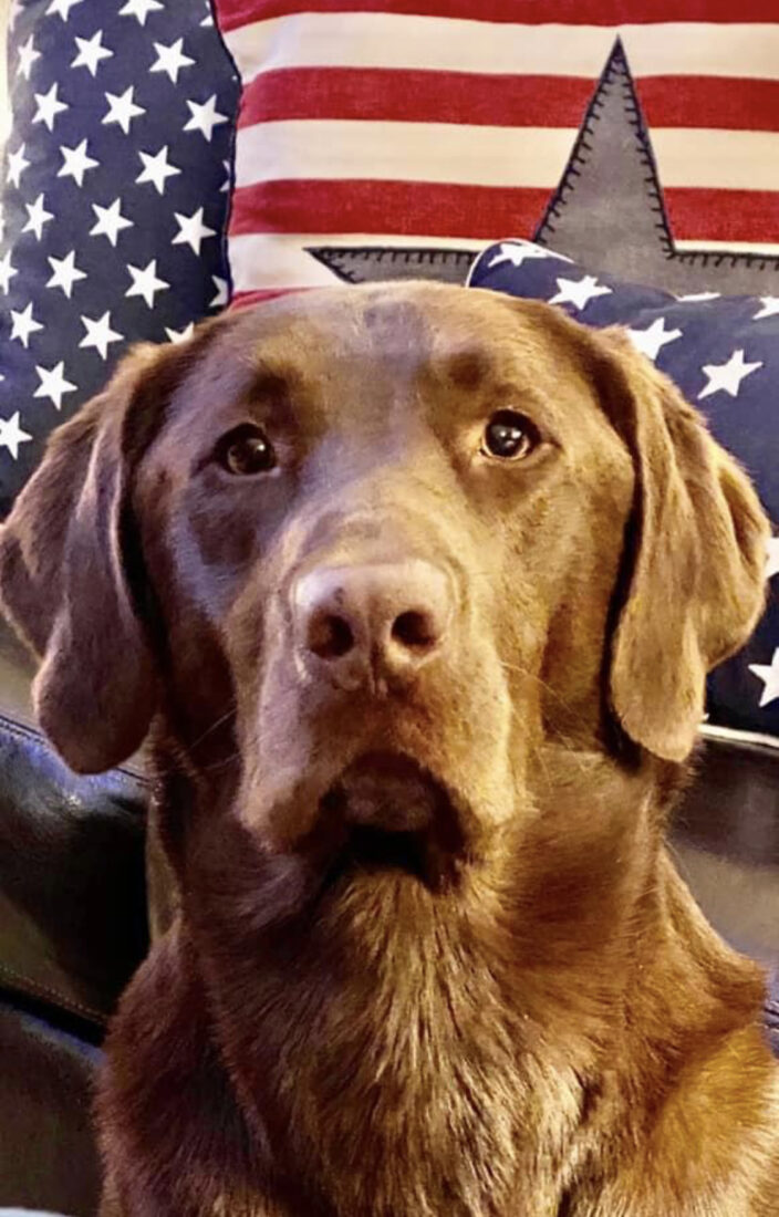 Beau McCoy, Labrador Retriever