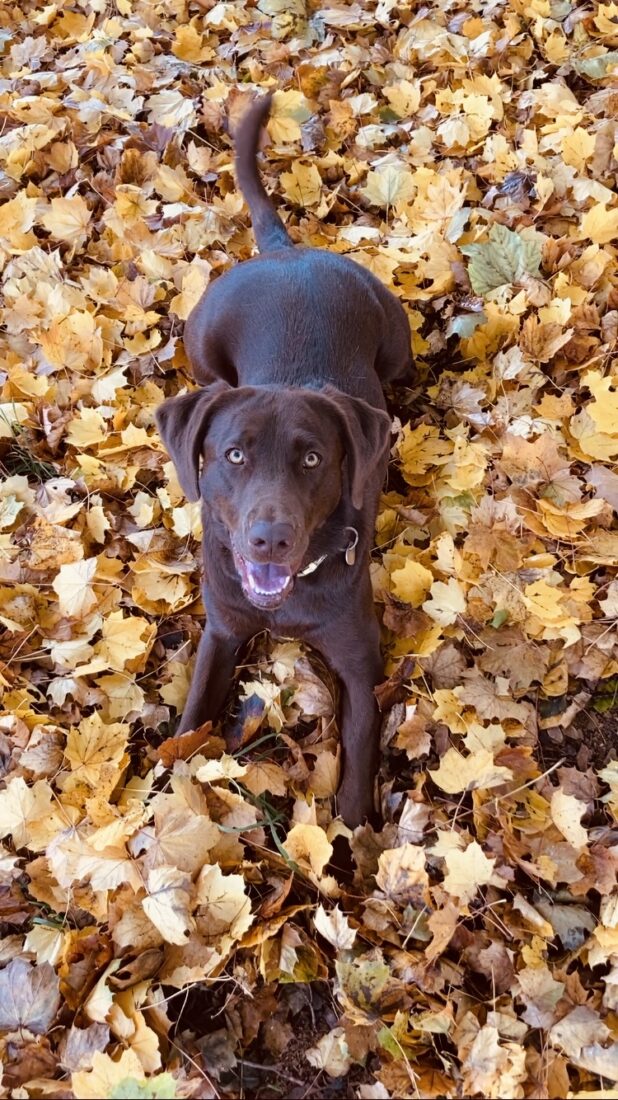 Derby, Labrador Retriever