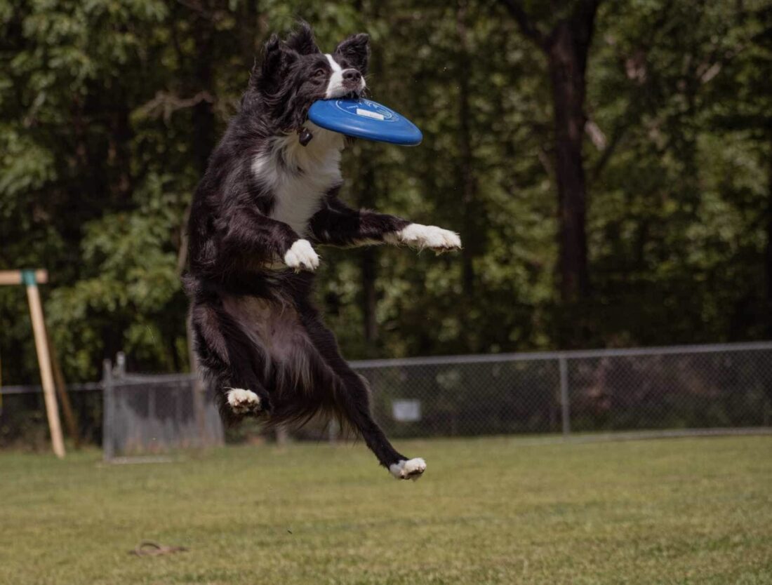 Scout, Australian Shepherd