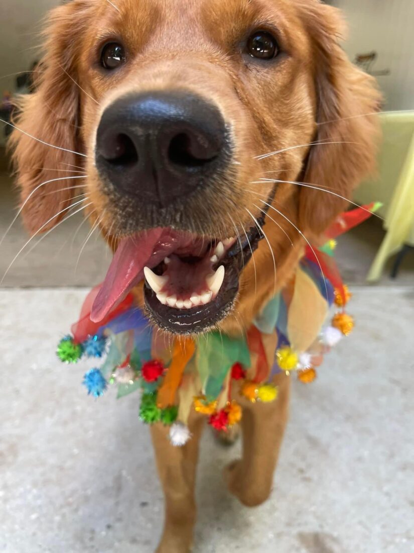 Ginny, Red Golden Retriever