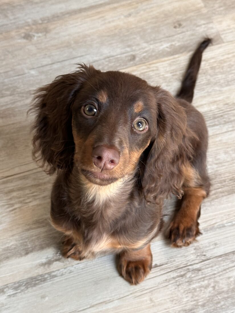 Everest aka Eevee, Dachshund