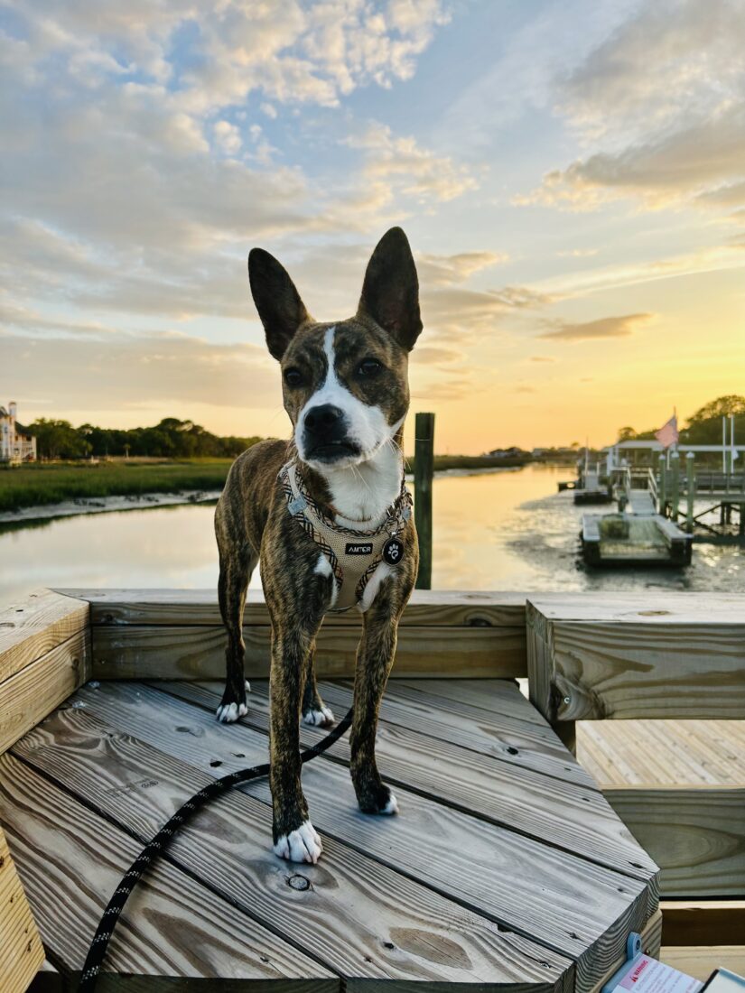 Jovie, Boston Terrier/Australian Cattle Dog Mix