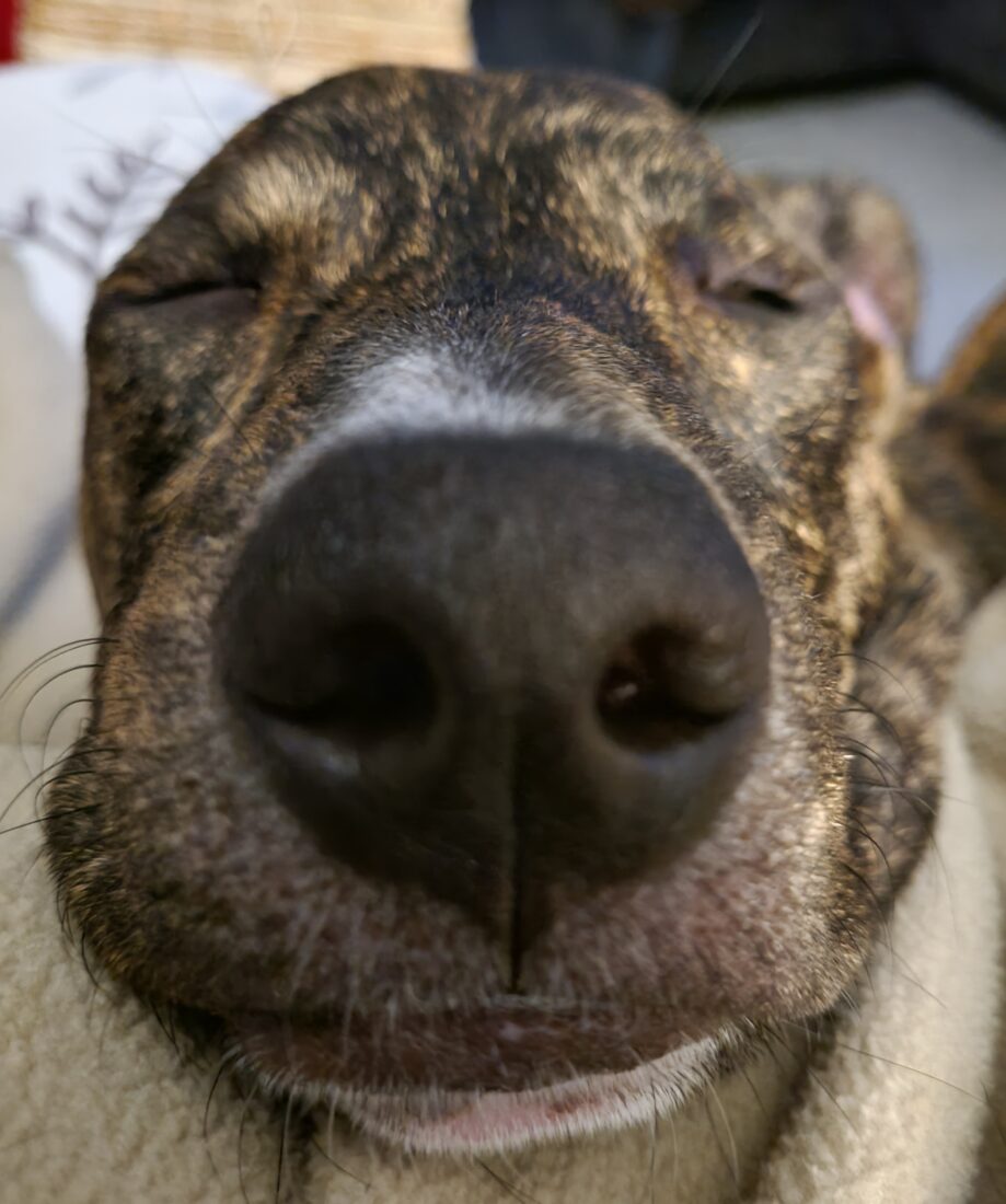 Lettie, Mountain Cur