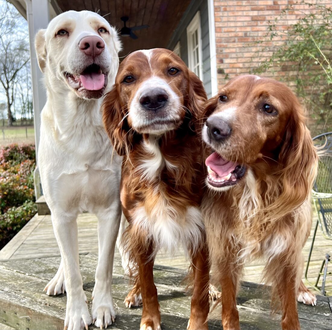 Sam, Luke & Shanin, Lab mix, and Irish Setters
