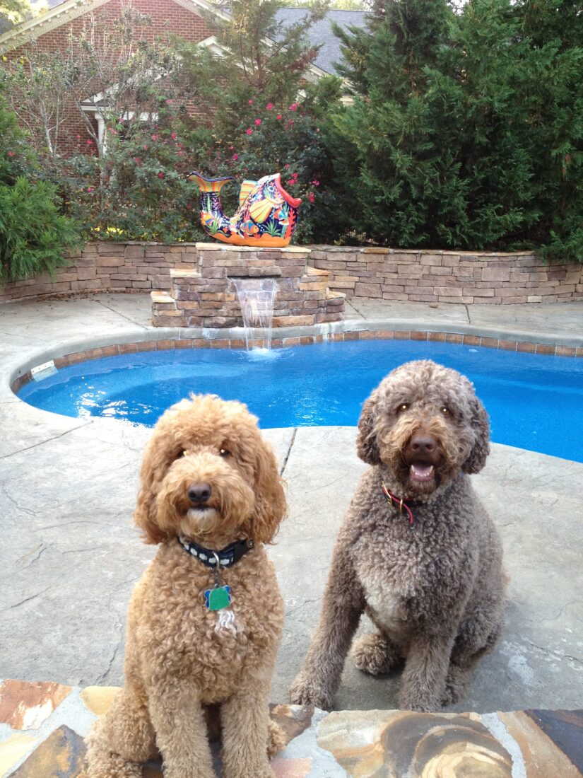 Beau, Australian Labradoodle