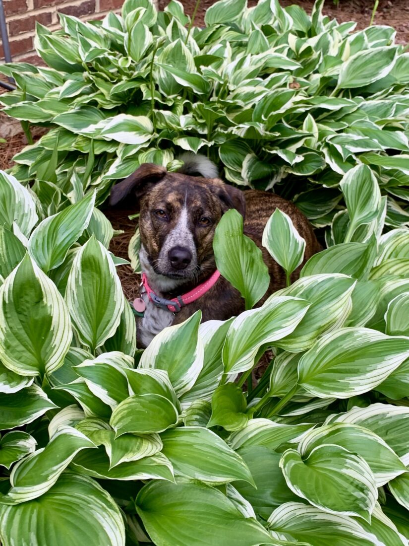 Bailey Littleford, Rescue - Hound mix