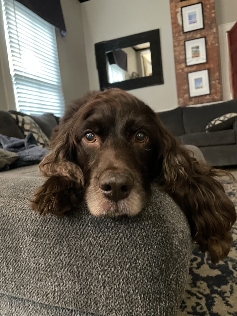 Buck Poochie Ponder, Boykin Spaniel