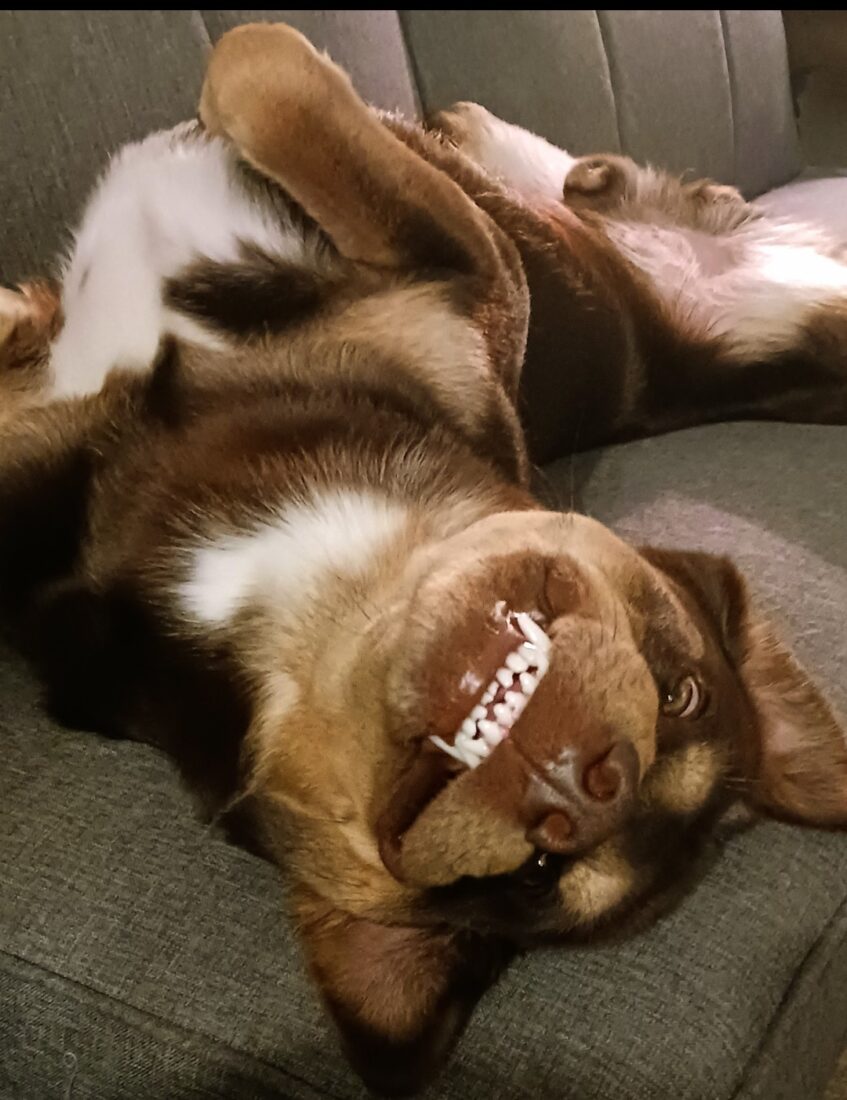 Ace, Lab/coonhound mix
