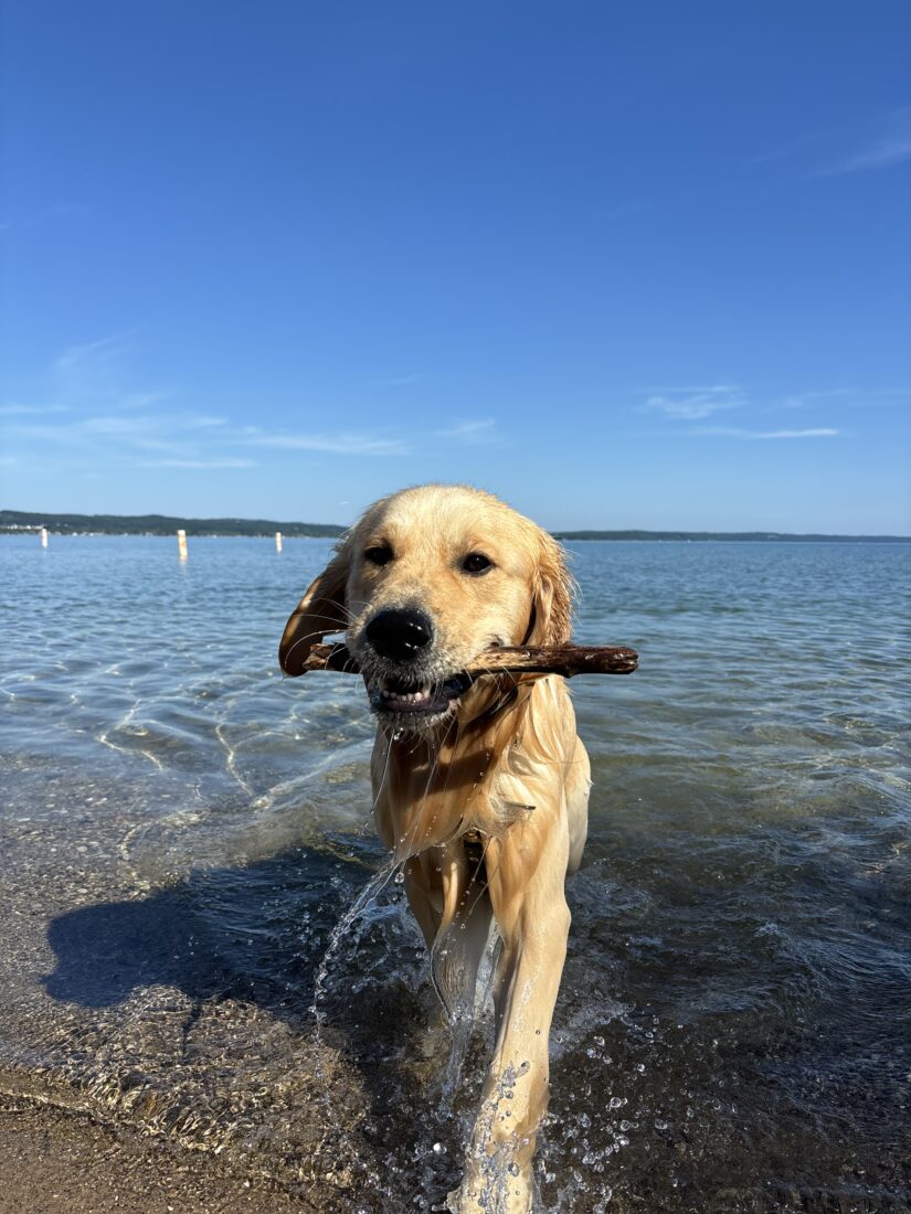 Archie Turner, English Golden Retriever