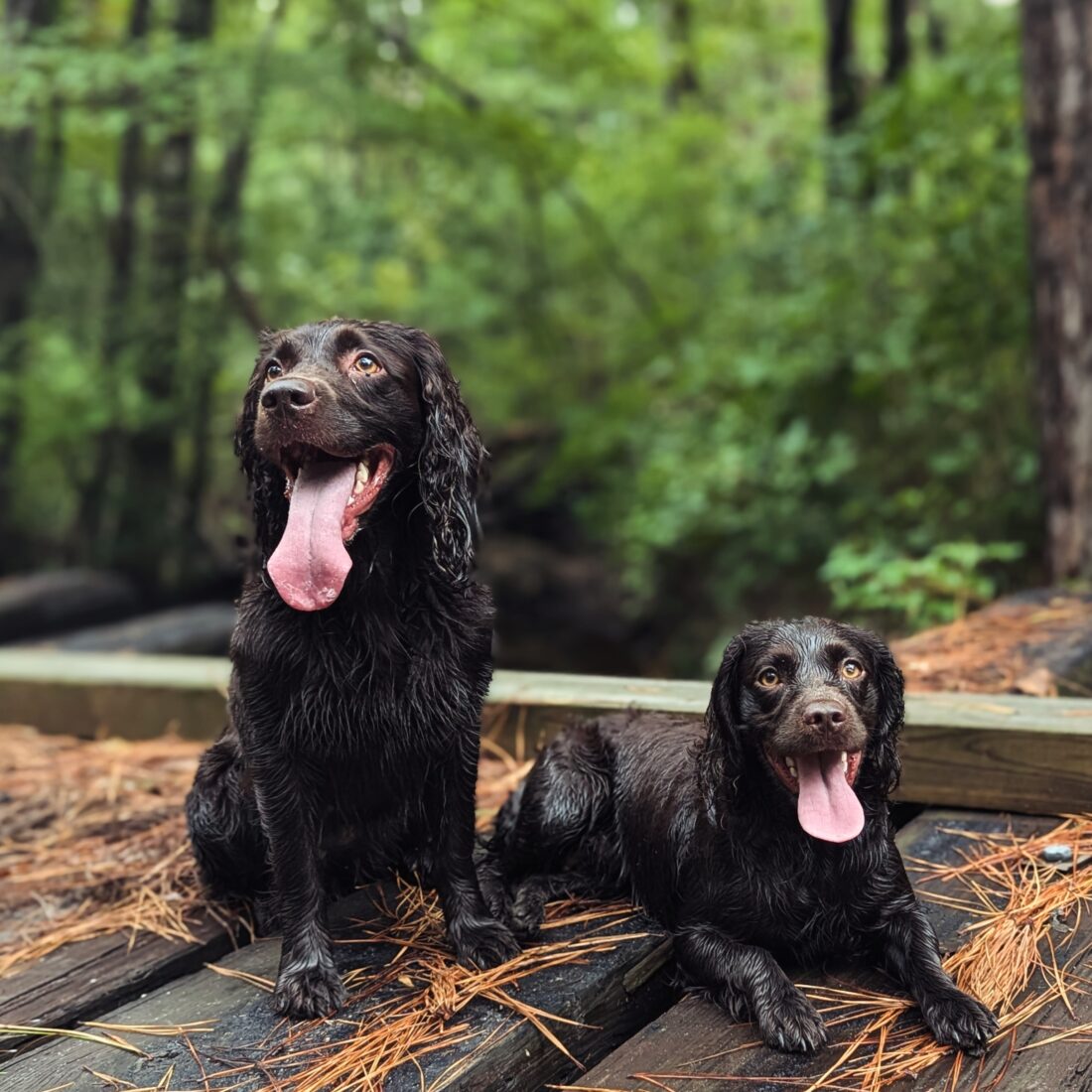 Moseley & Maple, Boykin Spaniel