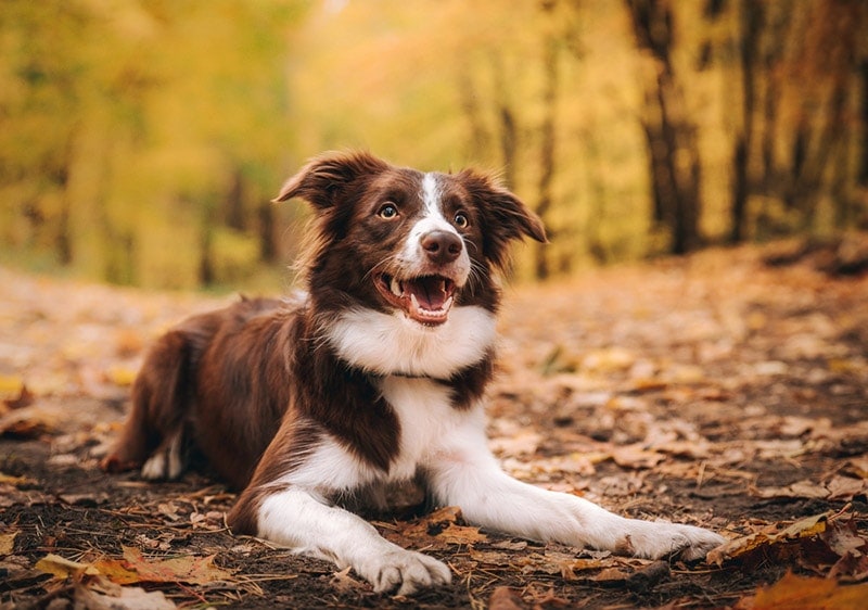 Bailey, Border Collie