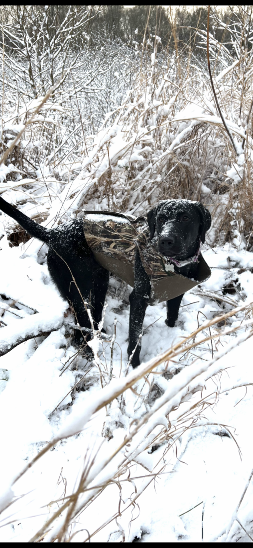 Benelli, Black Lab