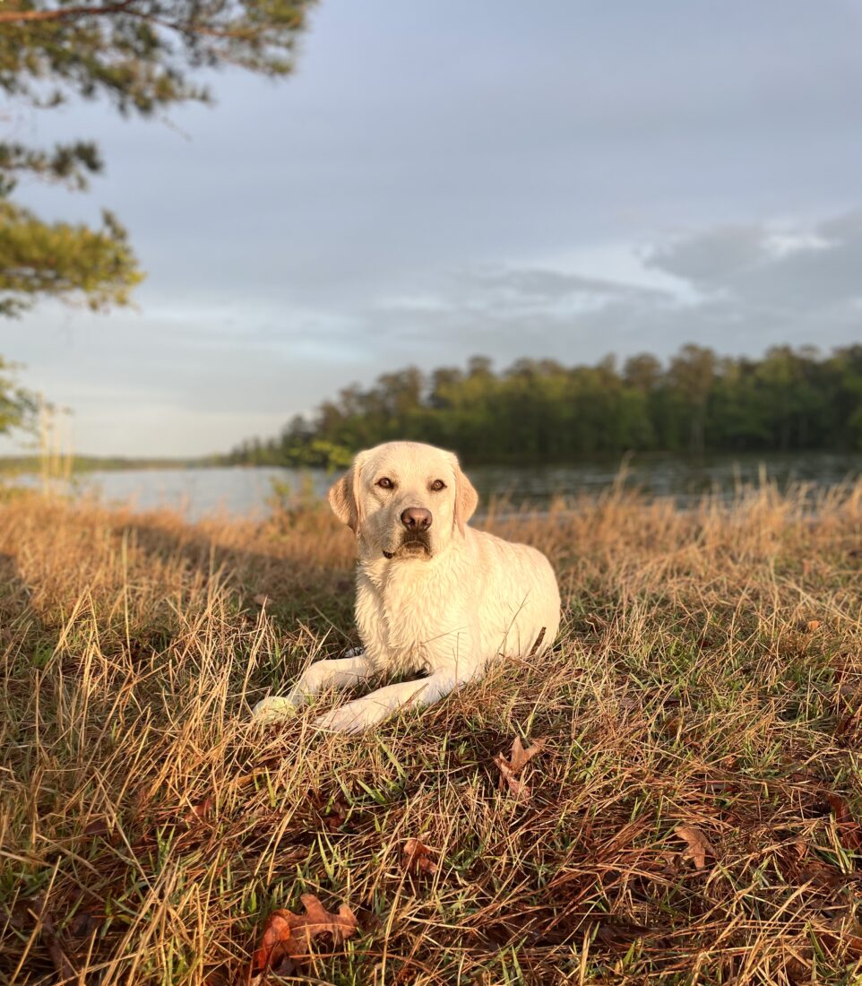 Hank Petty, English Lab