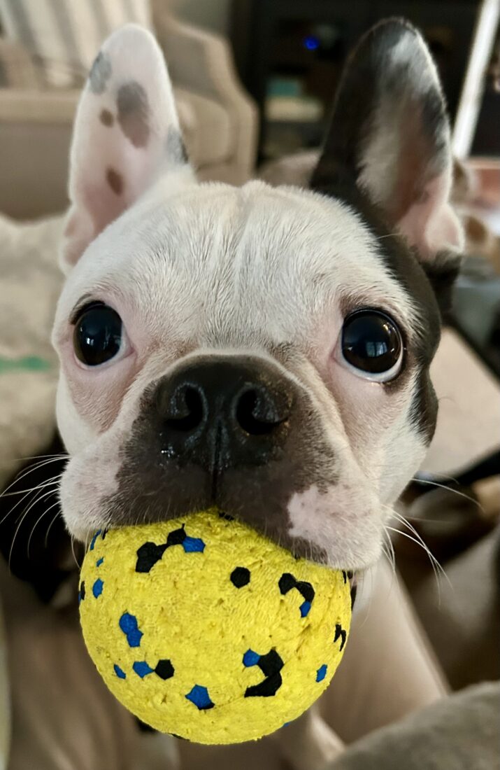 Ranger, Boston Terrier