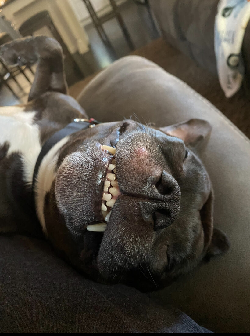 Buffalo, English staffordshire bull terrier