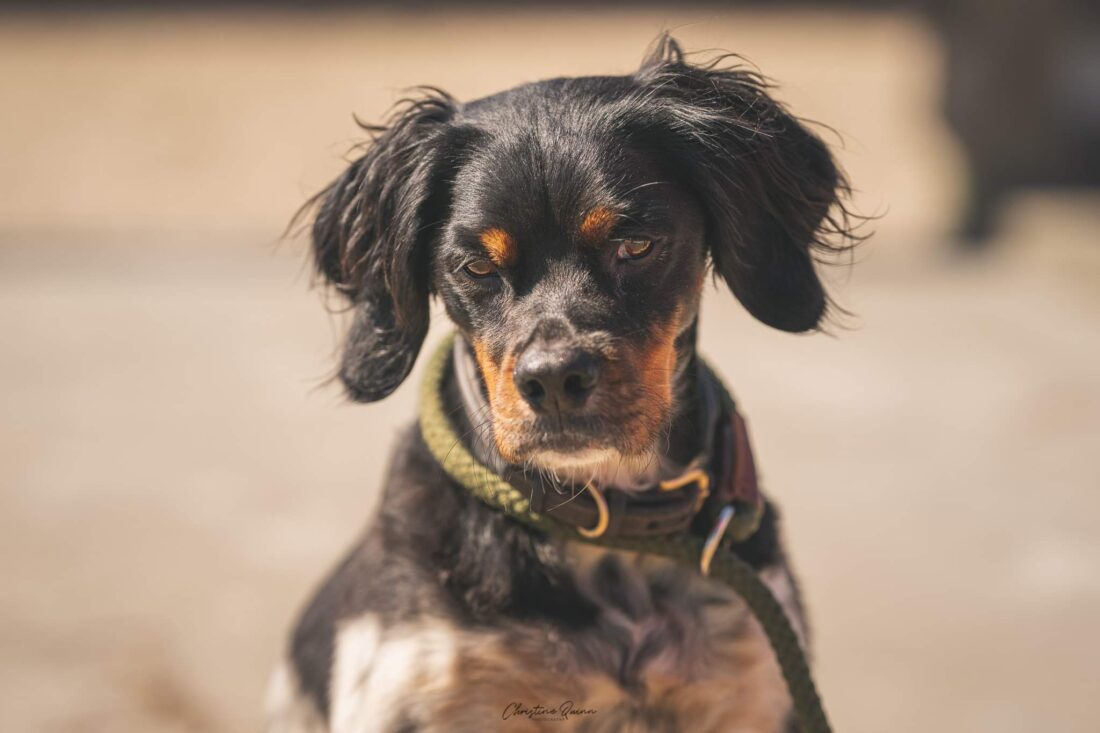 Tucker, French Brittany