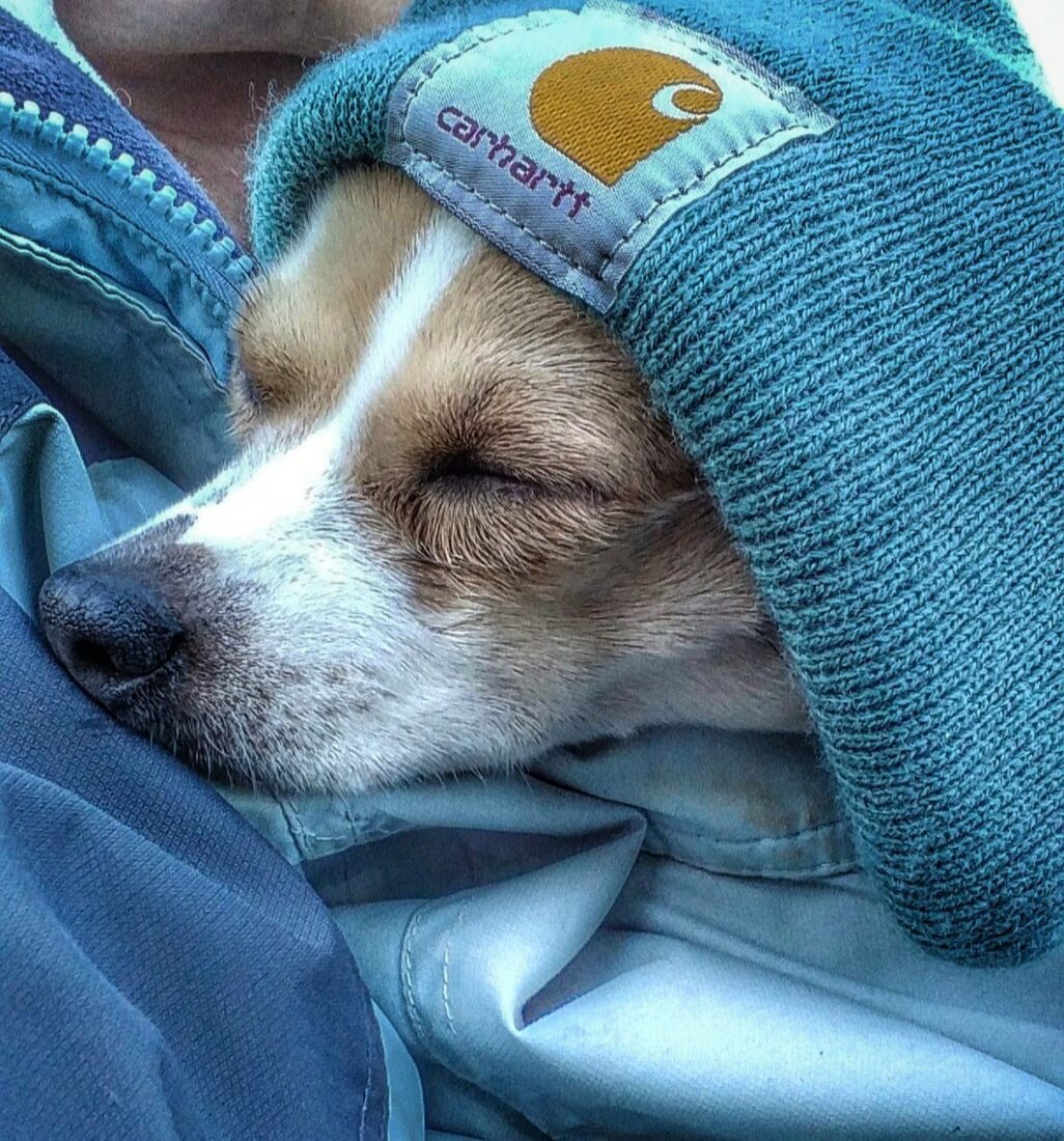 Scout, Chihuahua