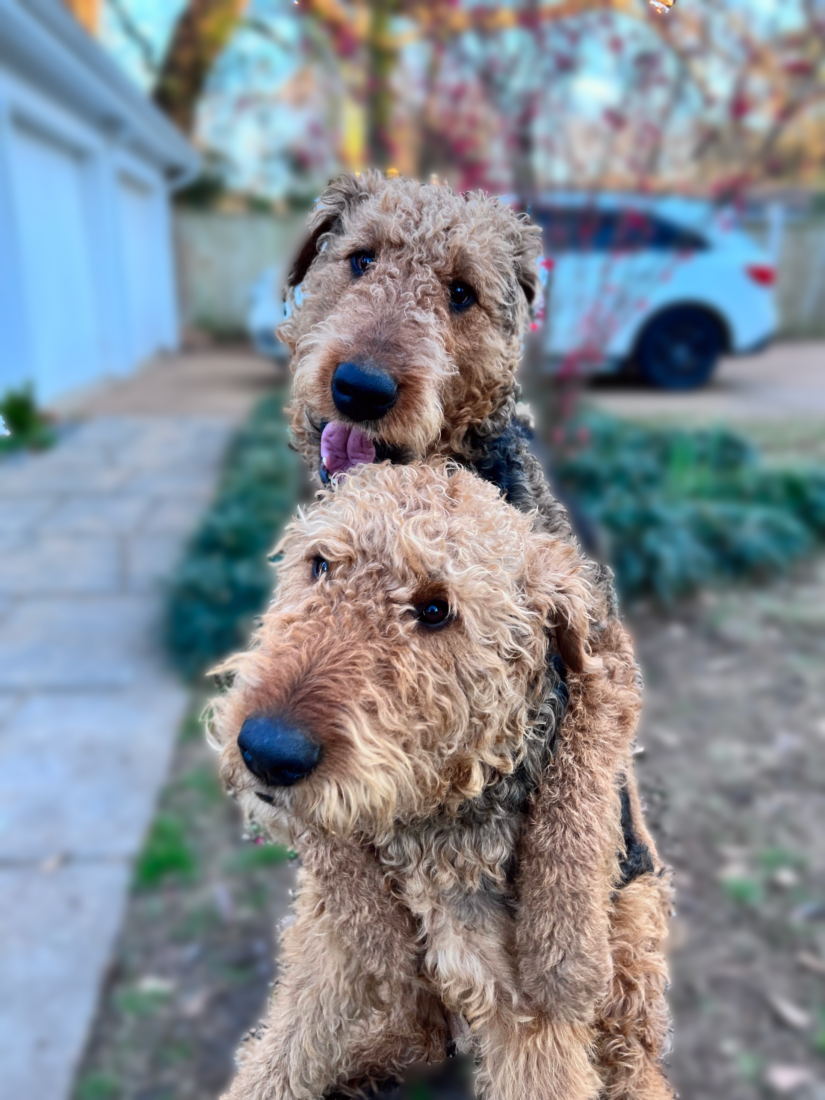 Jasper and Shiloh, Airedale
