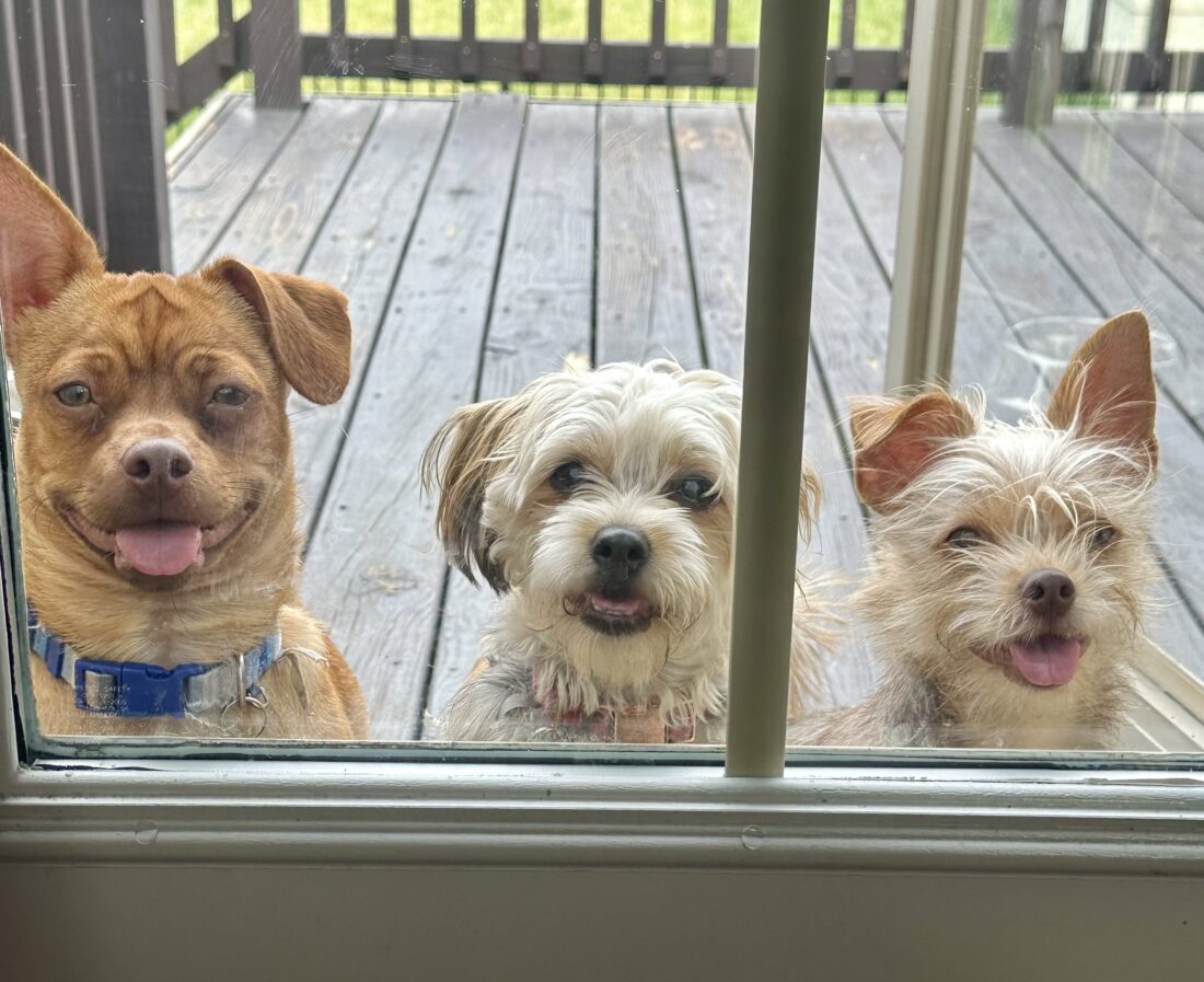 Frank, Rosey and Wally, Mutt