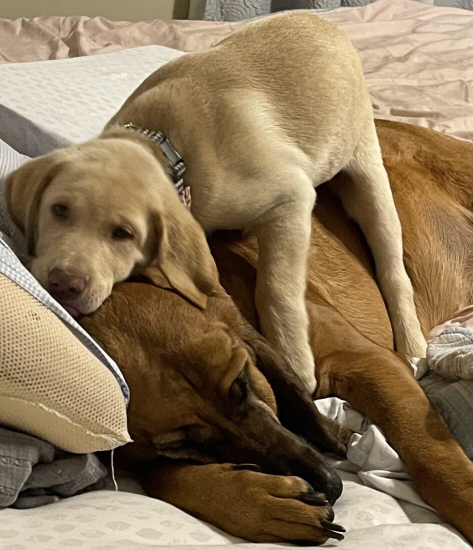 Bear and Ellie Mae, Dudley lab and bloodhound