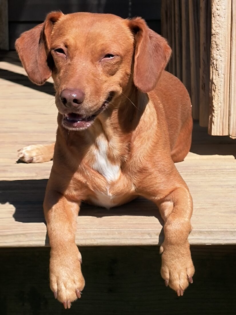 Drake, Beagle/Chiweenie