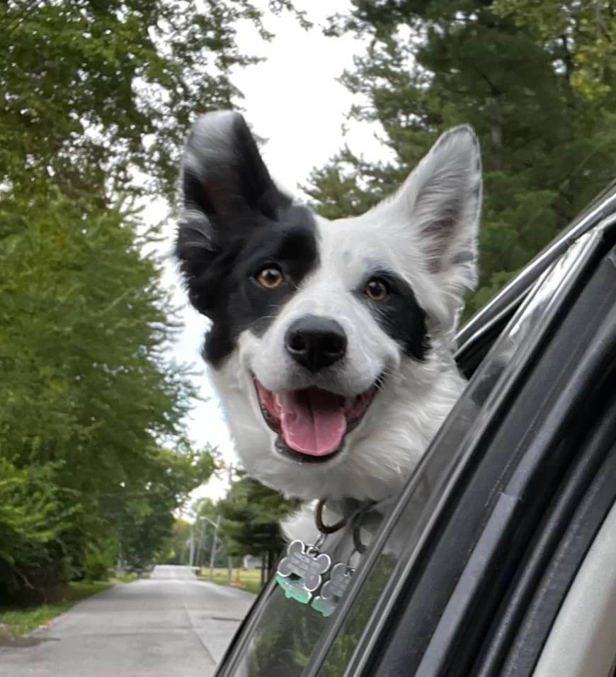 Izzi, Border Collie