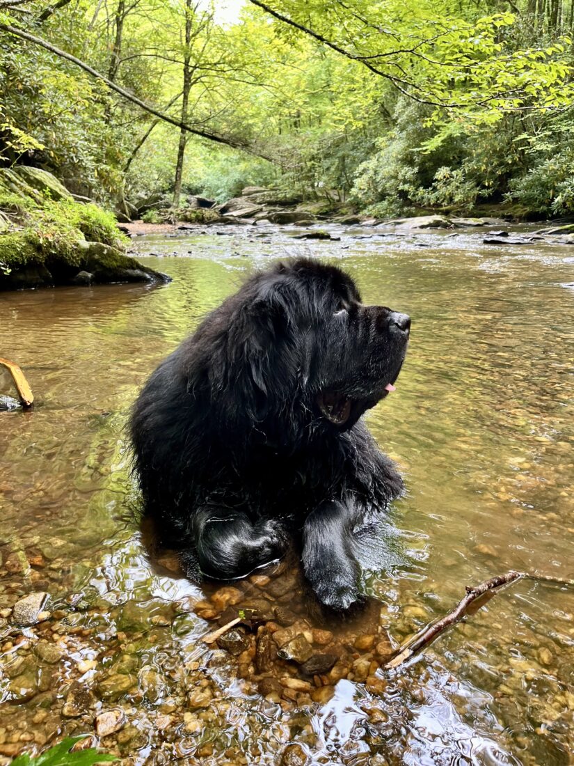 Merle, Newfoundland