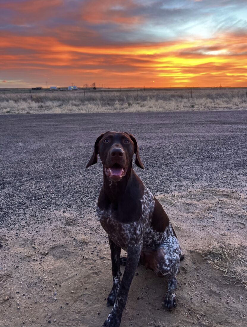 Beau, German Shorthaired Pointer