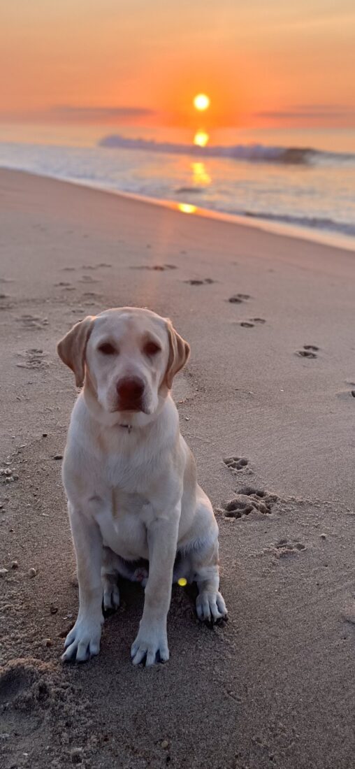 Bear, Labrador