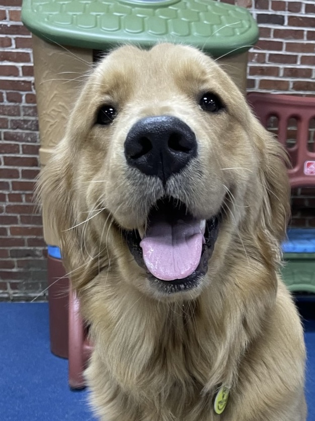 Beau (short for Beauregard), Golden Retreiver