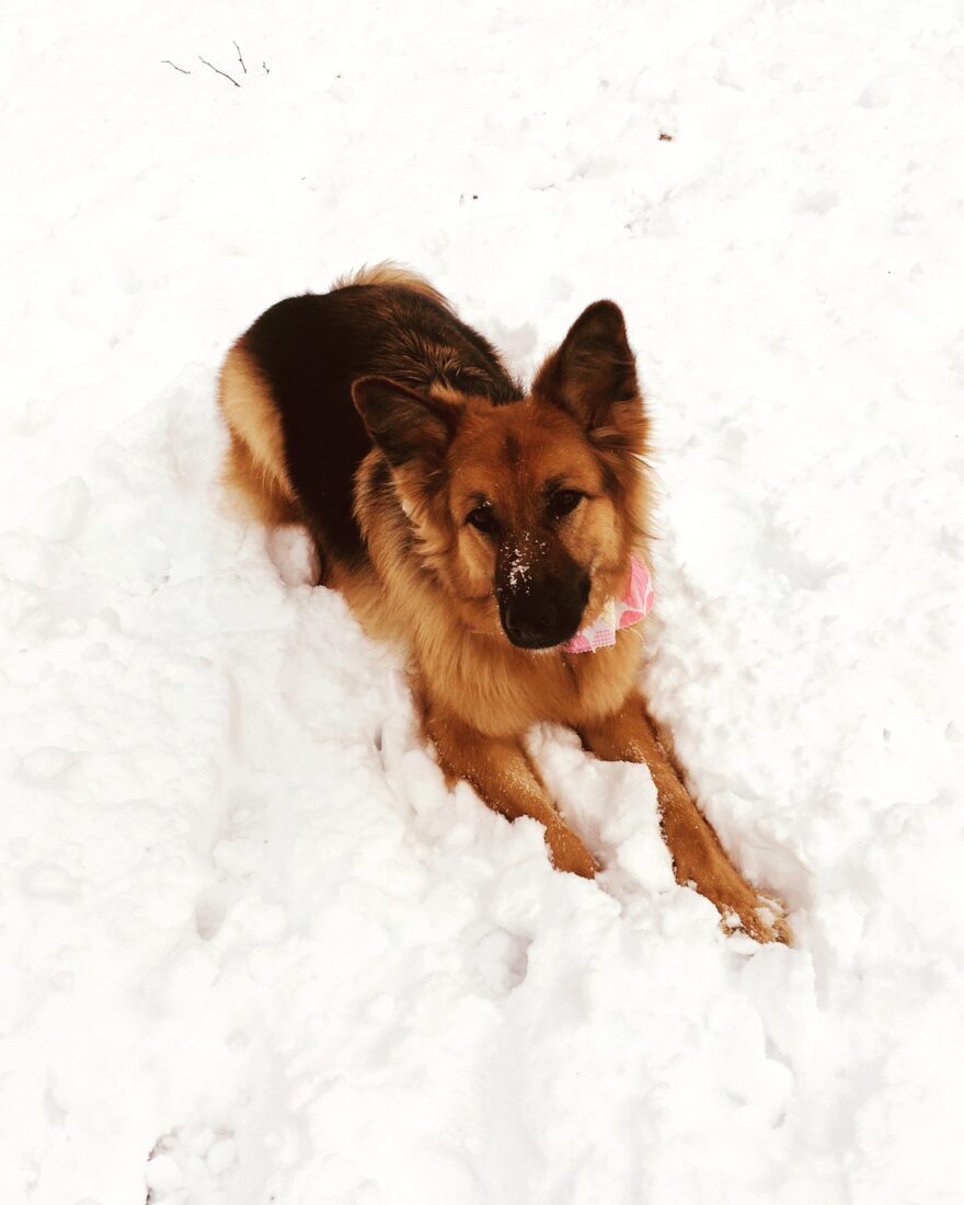 Laila, Long-coated German Shepherd