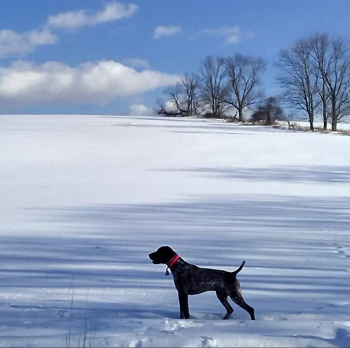 Sven, German shorthair pointer