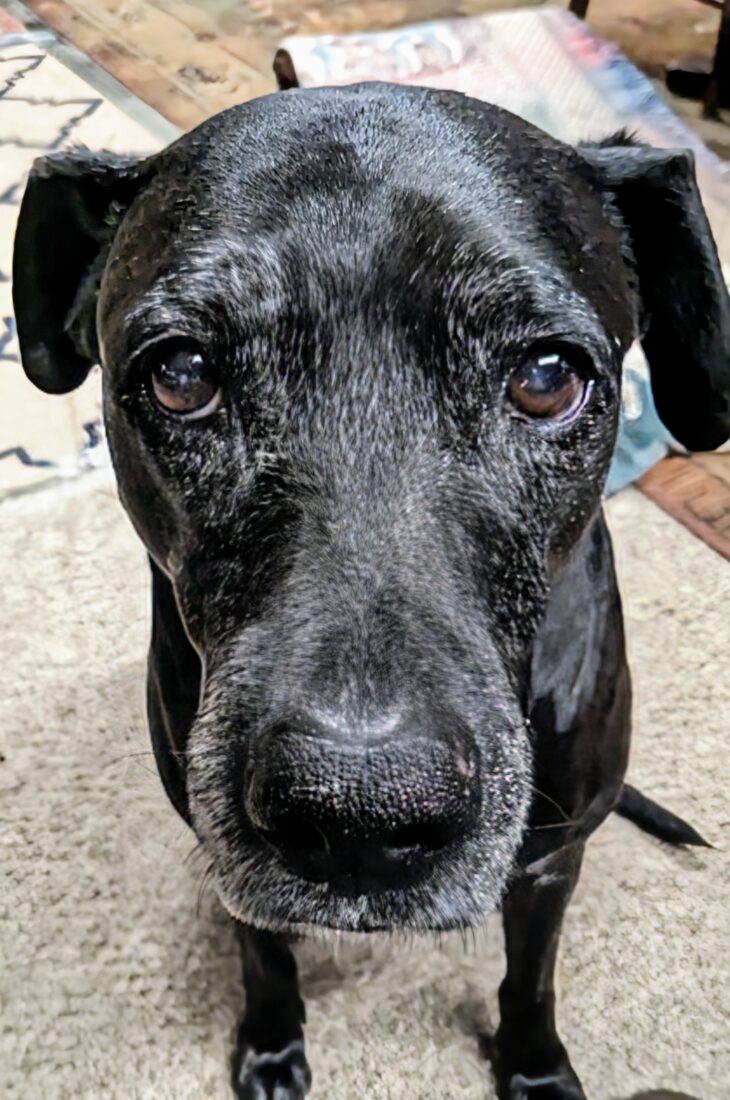 Lilly, Cane Corso Mix