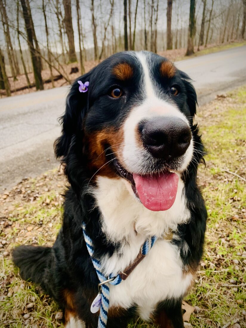 Winnie, Bernese mountain dog